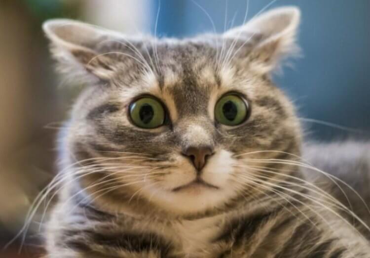 ponašanja mačaka