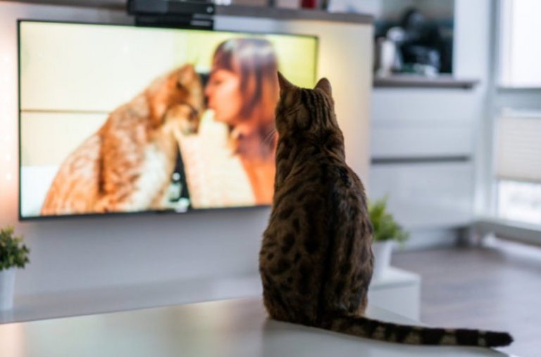 Zašto mačka gleda TV
