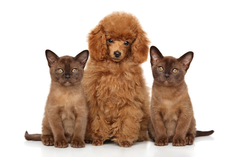 burmese cats and dog