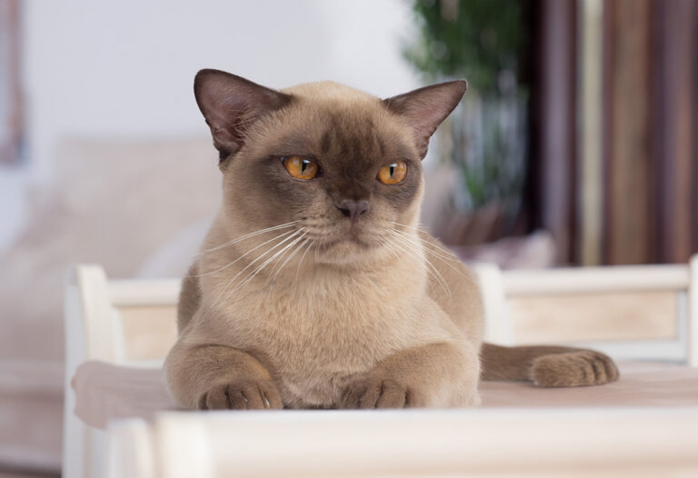 burmese cat